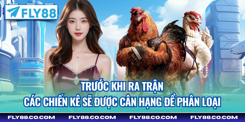 Trước khi ra trận các chiến kê sẽ được cân hạng để phân loại